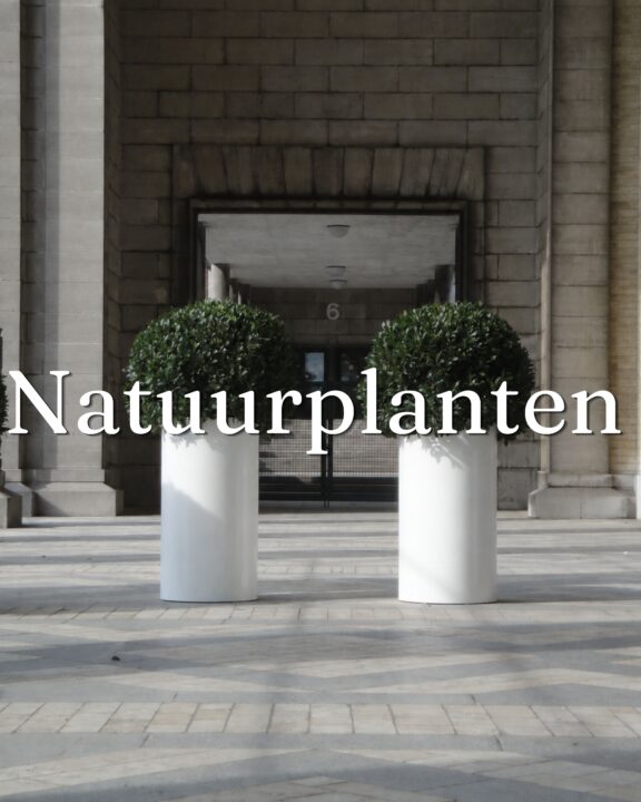 natuurplanten