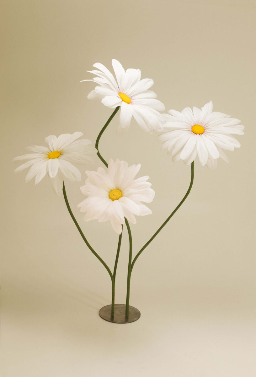 Bloomhaus oversized classic giant daisy