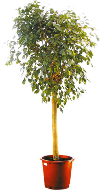 Bol Ficus Plante