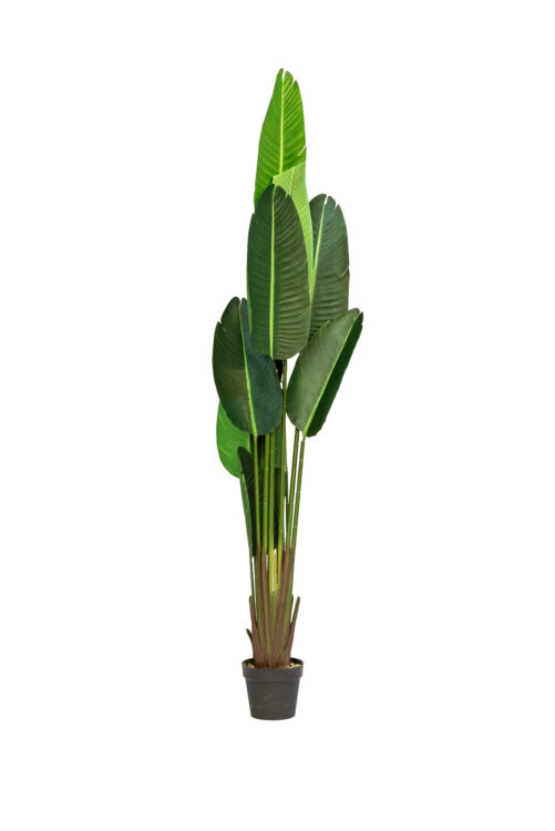 Replic Plante De Banane H200 X Dia 45Cm Petit